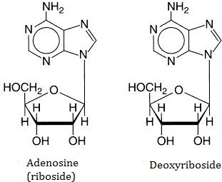 Adenosine and Deoxyriboside